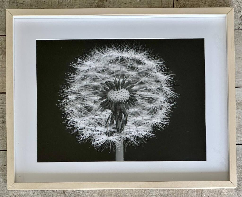 Drie zwartwit foto's in lijst, eigen werk, Huis en Inrichting, Ophalen, Oorspronkelijke maker, Zo goed als nieuw, Schilderij