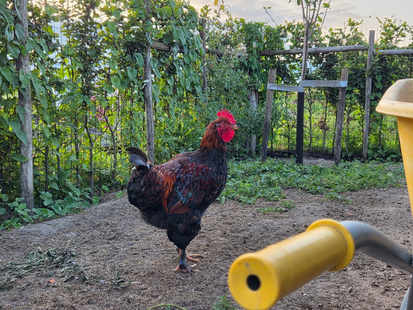 Jonge Barnevelder haan, Mannelijk, Kip
