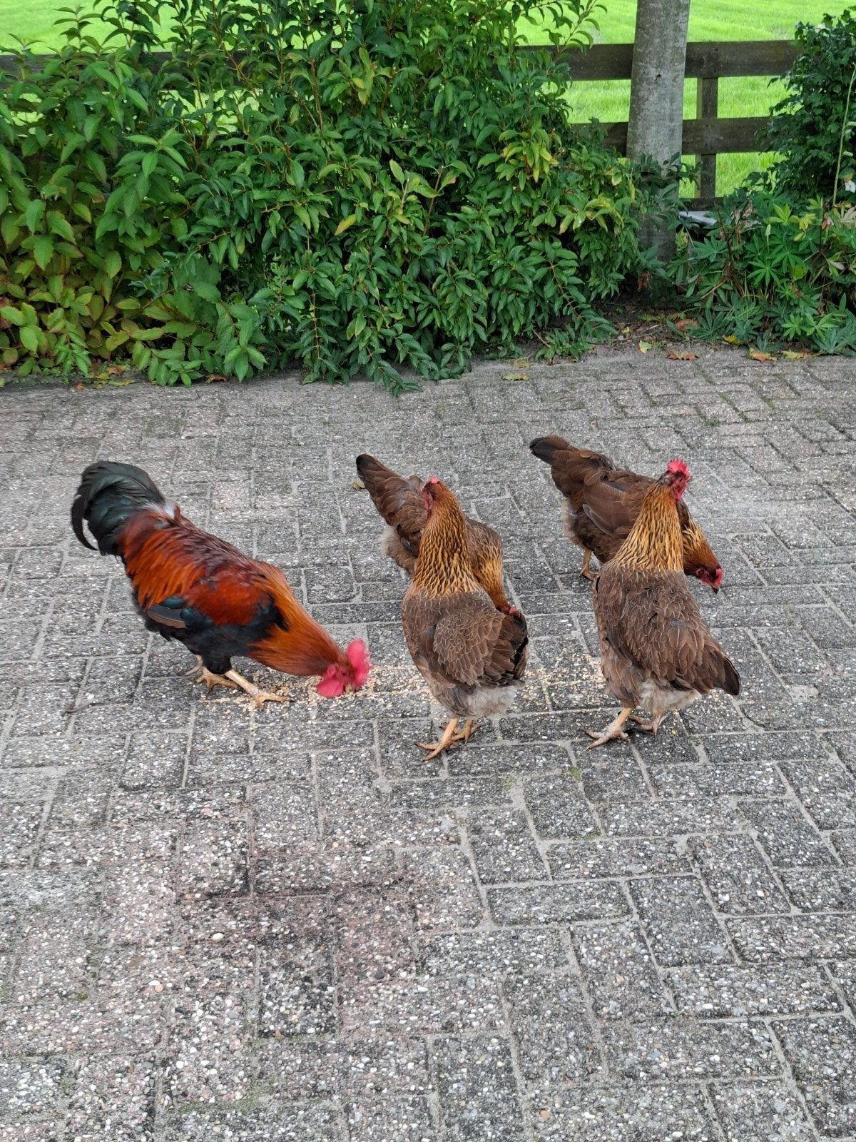 welsumer kippen en haan, Dieren en Toebehoren, Meerdere dieren, Kip
