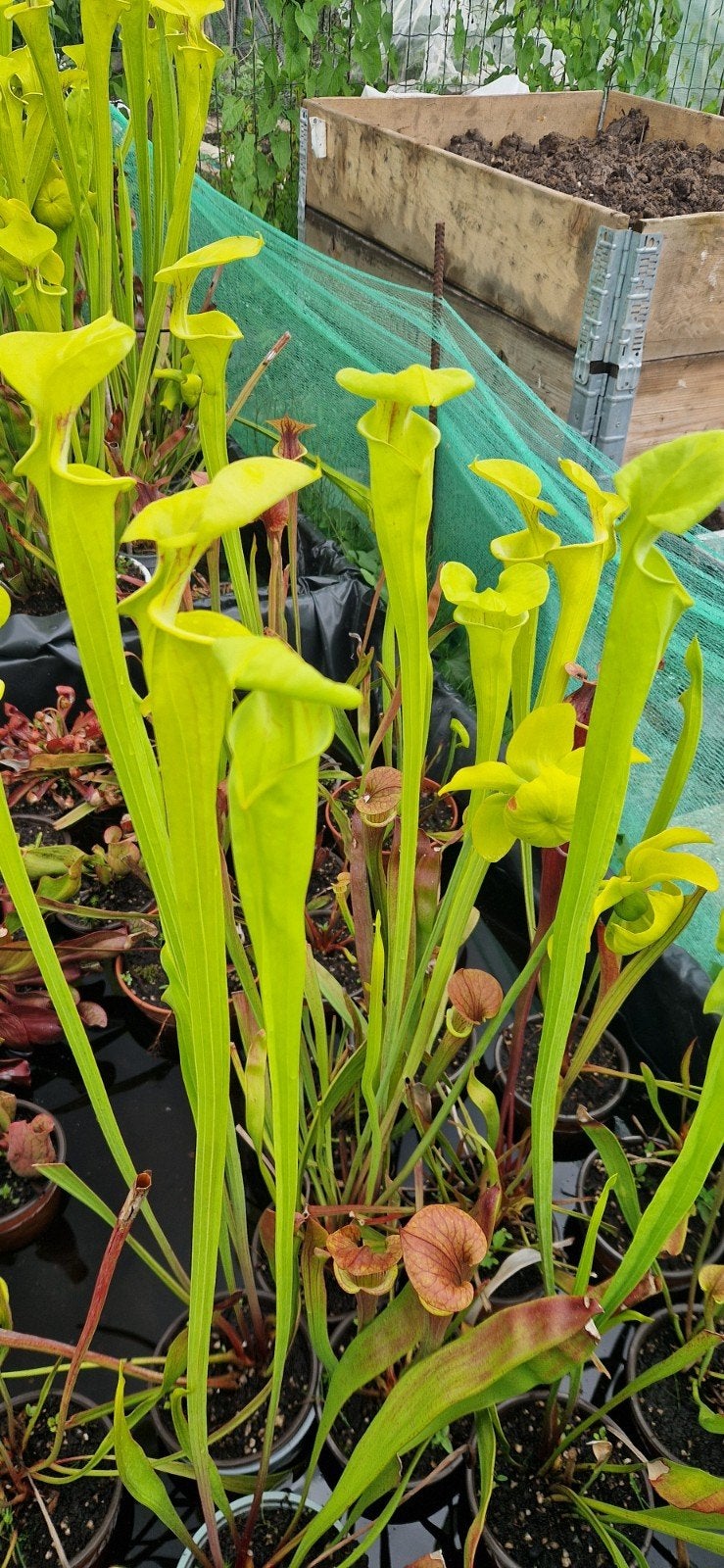 Vleesetende planten te koop, sarracenia, Ophalen of Verzenden, Overige soorten, Volle zon
