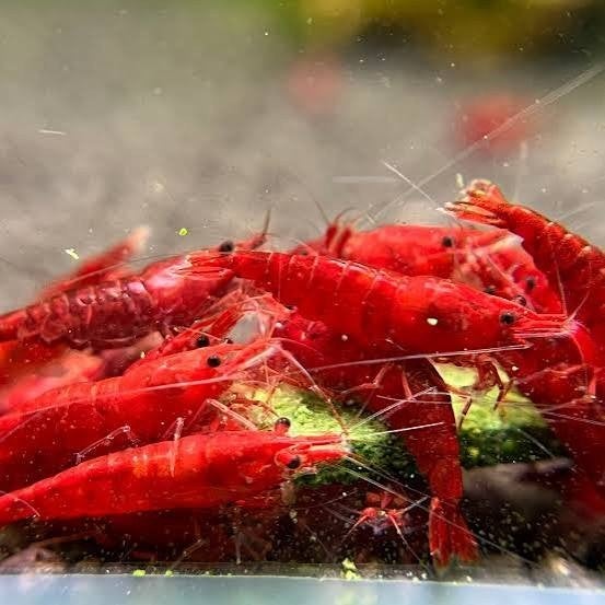 Bloody mary neocaridina garnalen hoge kwaliteit!, Kreeft, Krab of Garnaal, Zoetwatervis, Schoolvis