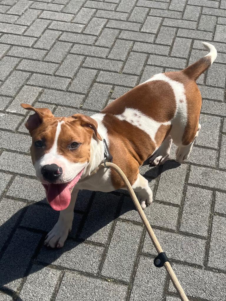 bully XL pups laatste reutje, Dieren en Toebehoren, Parvo, 8 tot 15 weken, Bulldog, Meerdere
