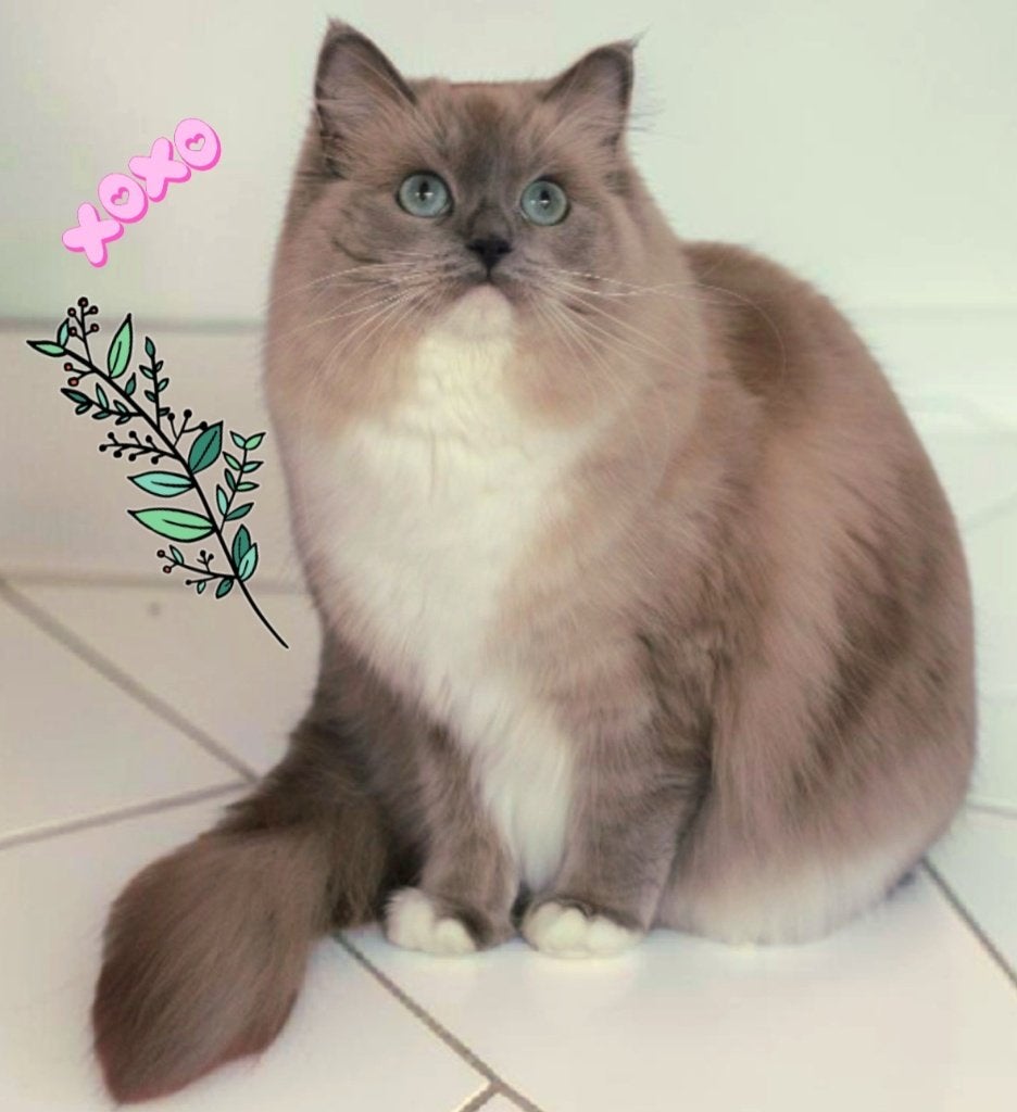 Lieve herplaatser Ragdoll mink, Dieren en Toebehoren, Katten en Kittens | Raskatten | Langhaar, Poes, Gechipt, 0 tot 2 jaar