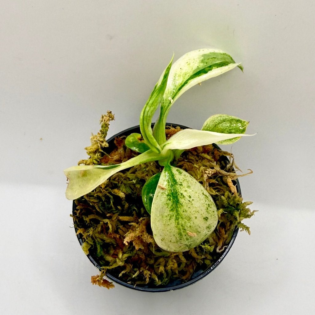 Philodendron Billietiae x José Buono Variegated, Huis en Inrichting, Kamerplanten, Verzenden, Halfschaduw, Minder dan 100 cm