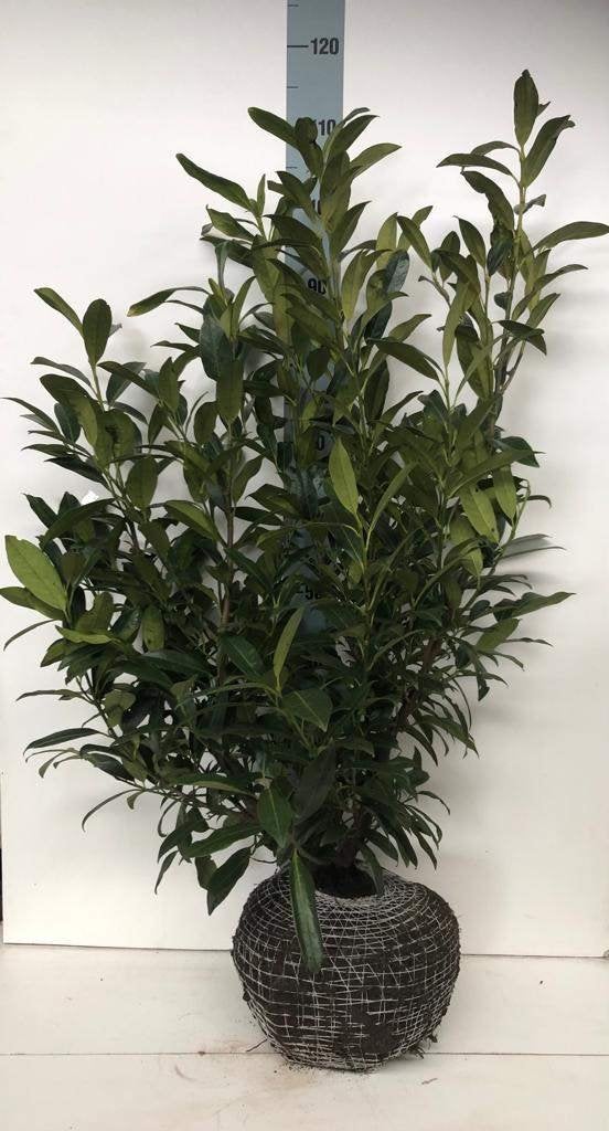 Laurieren/Prunus Laurier Herbergi, Ophalen, Laurier, 100 tot 250 cm