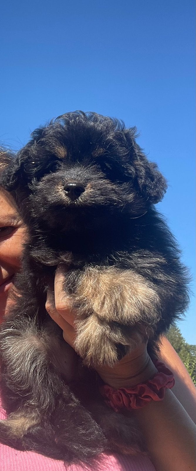 Prachtige pomapoo pups, Parvo, Keeshond, 8 tot 15 weken, Meerdere