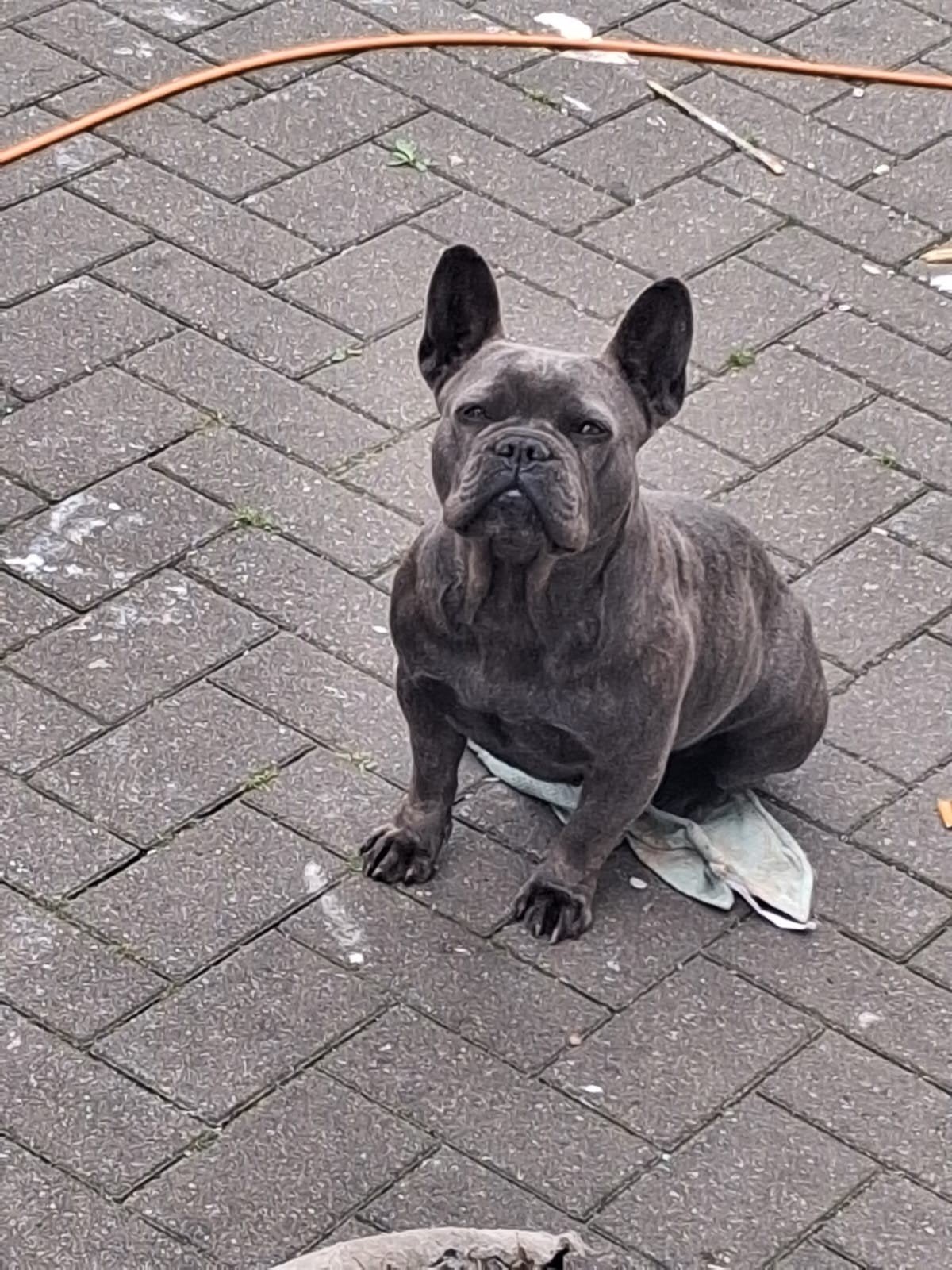 Franse bulldog teefje, Dieren en Toebehoren, Honden | Bulldogs, Pinschers en Molossers, Teef, Bulldog, Eén hond, 3 tot 5 jaar