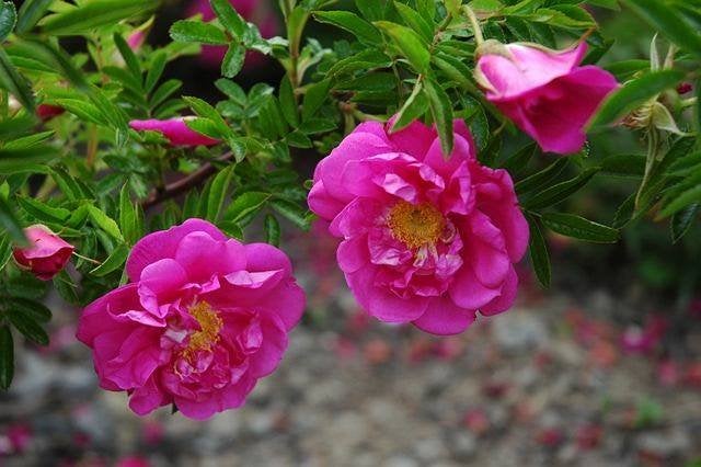 Rosa rugotida, Glanzende Rimpelroos, Roze, Paardvriendelijk, Ophalen of Verzenden, Overige soorten, Struik, Minder dan 100 cm
