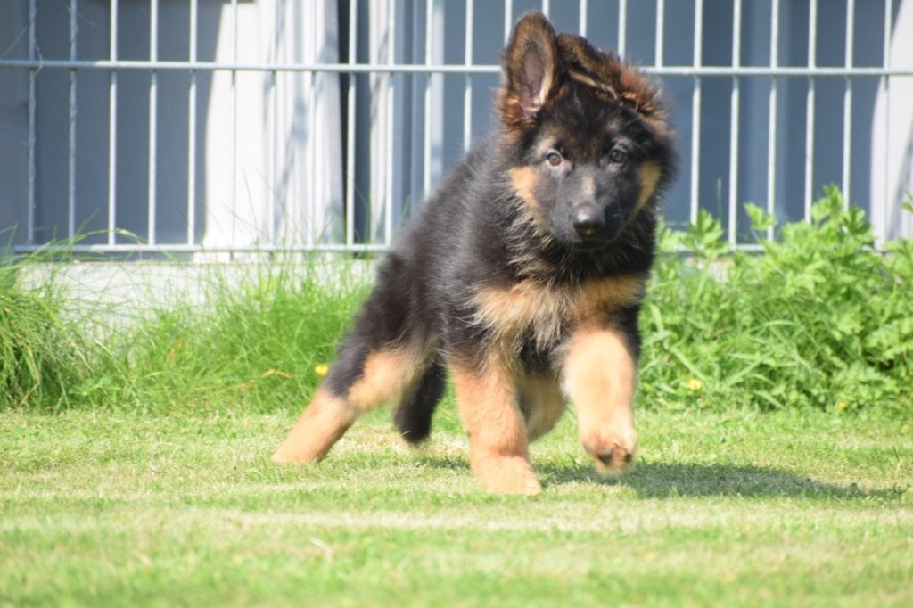 Prachtige Duitse herder pups, 15 weken tot 1 jaar, Buitenland, Parvo, Meerdere