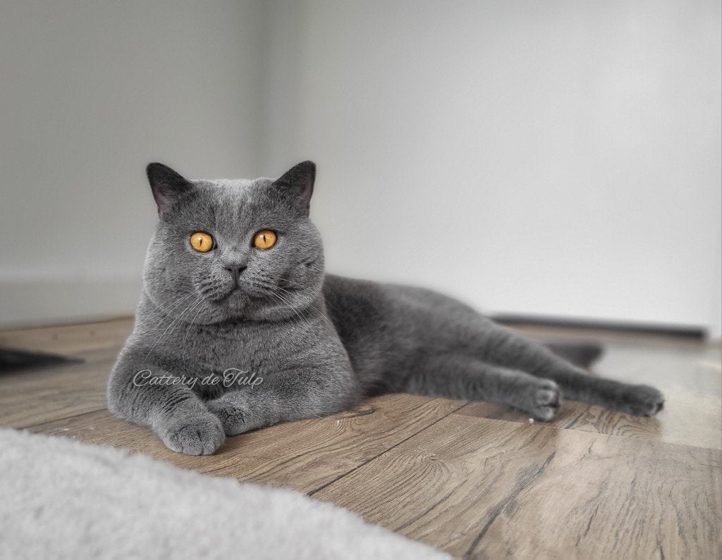 Brits Korthaar Dekkater, stamboom en volledig getest, Dieren en Toebehoren
