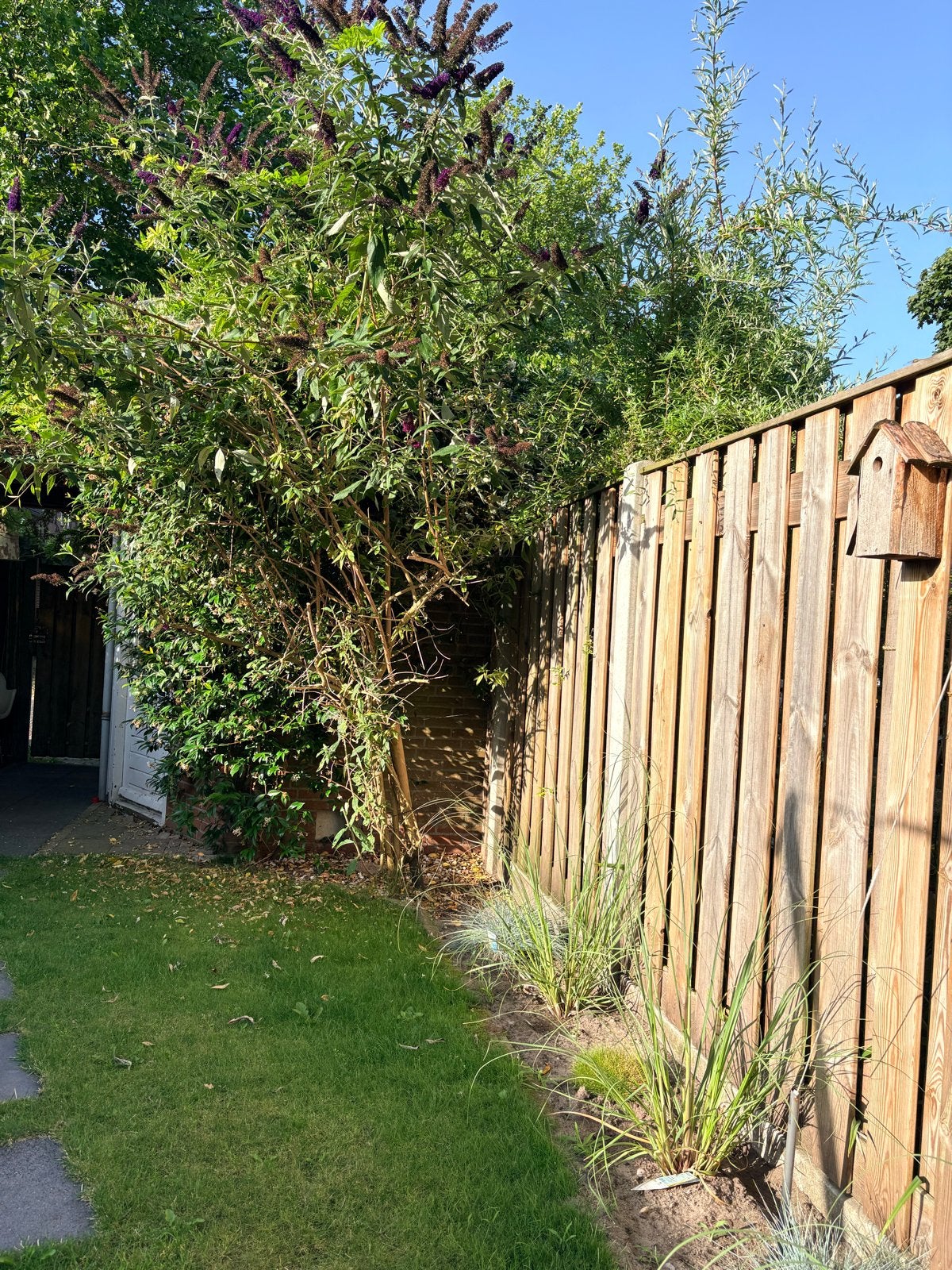 Vlinderstruik/boom, Overige soorten, 100 tot 250 cm, Zomer, Ophalen