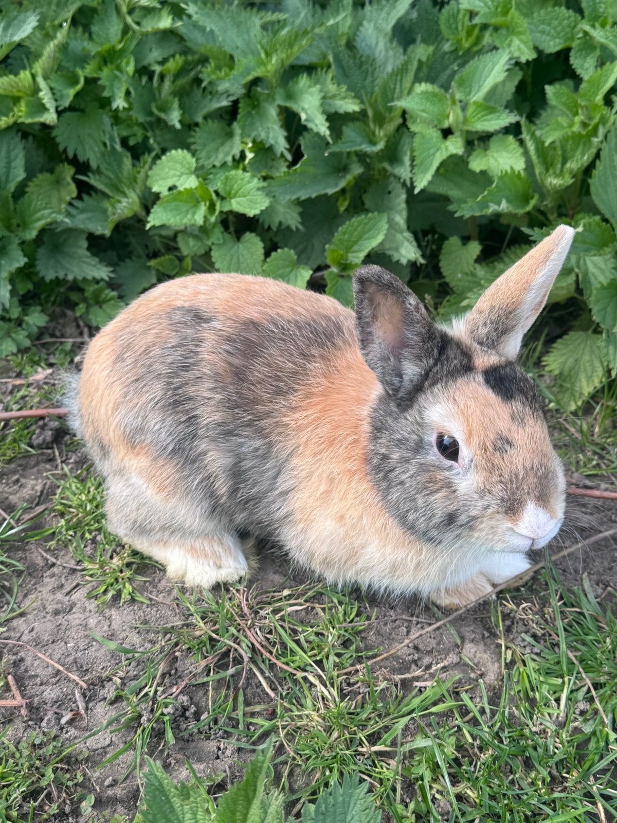 Lieve konijntjes !, Mannelijk, Klein, Hangoor, 0 tot 2 jaar
