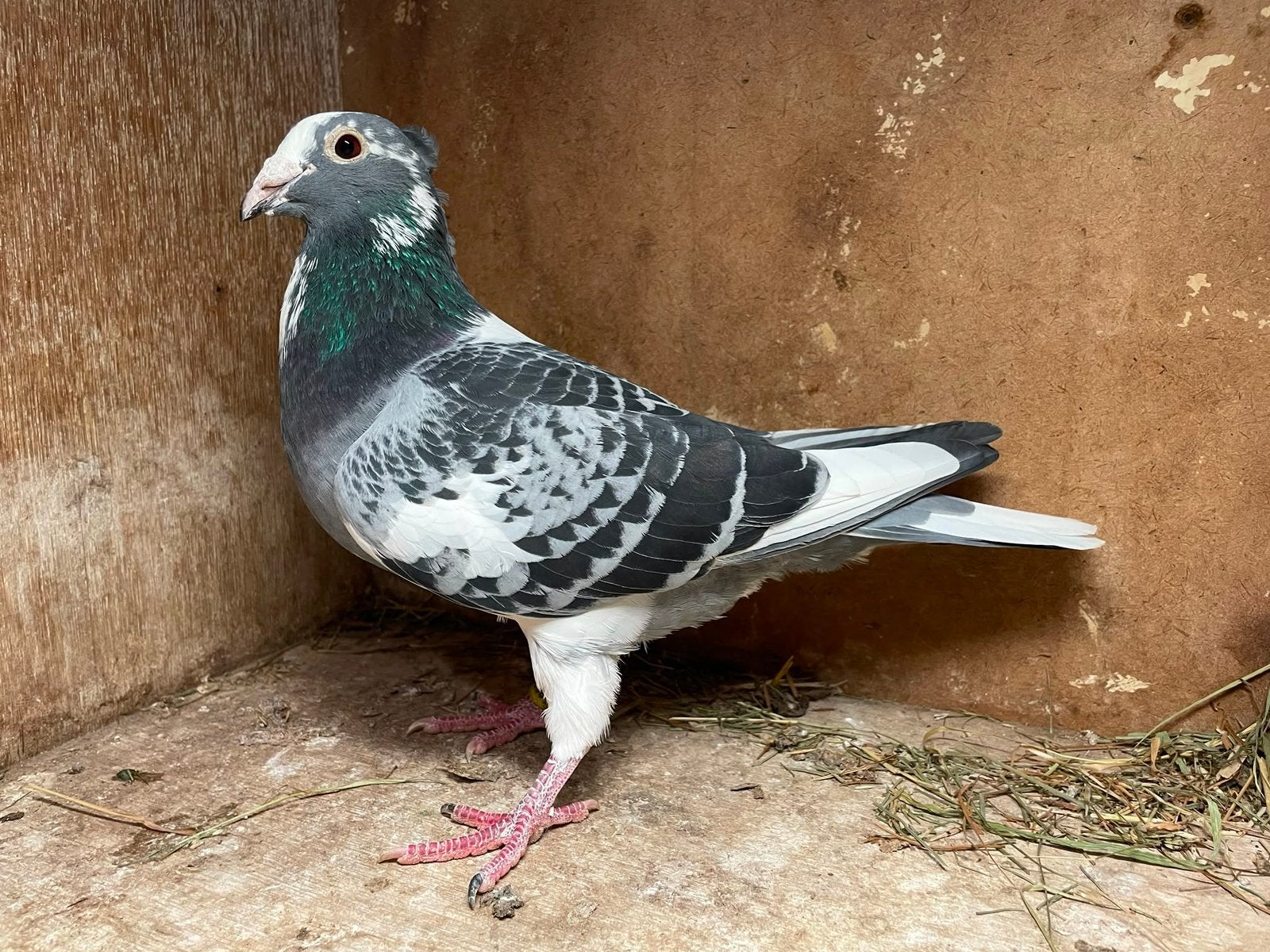 Kuifpostduiven, Dieren en Toebehoren, Vogels | Duiven, Meerdere dieren, Overige soorten