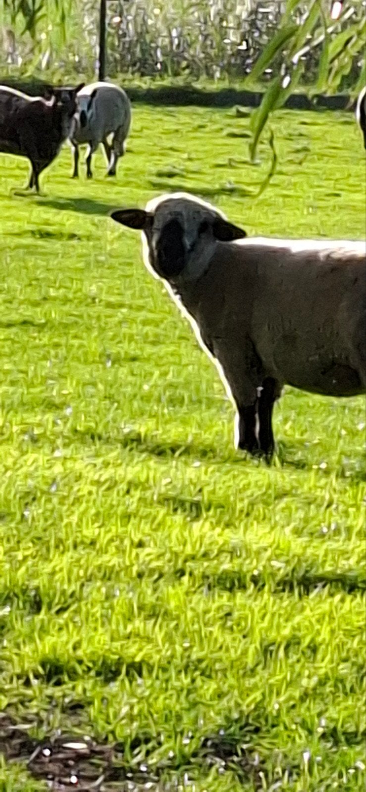 hampshire down ooi
van 2025, Dieren en Toebehoren, Vrouwelijk, Schaap
