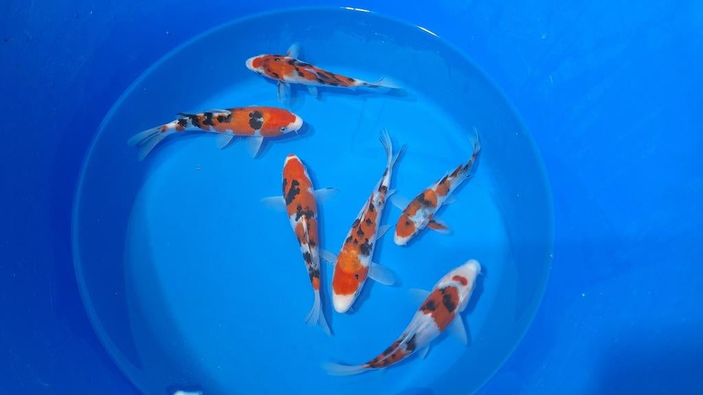 Tosai Sanke van de kweker sakazume, Dieren en Toebehoren, Vissen | Vijvervissen, Karper of Koi