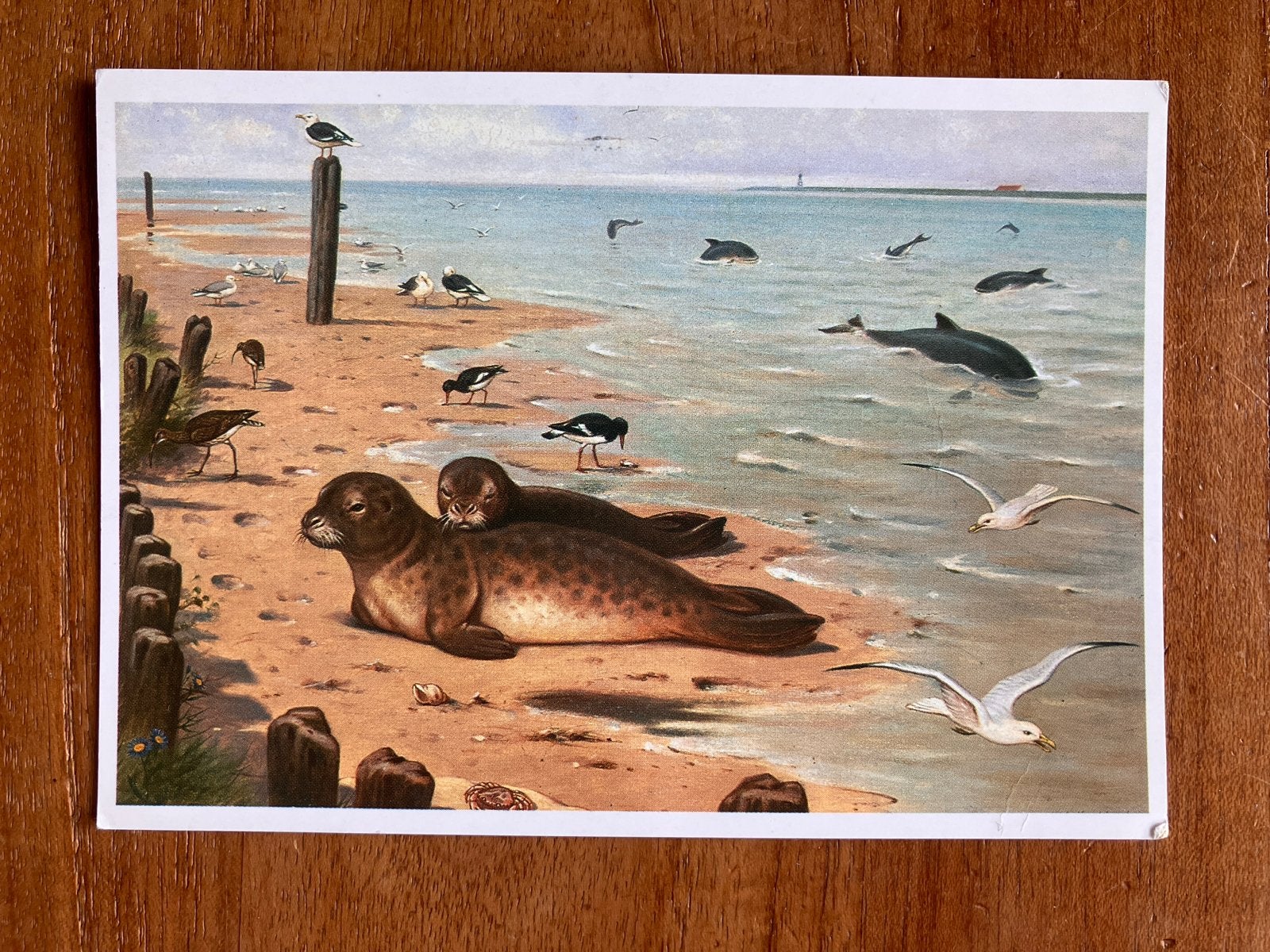 M.A. Koekkoek - Zeehonden en Bruinvissen, Verzamelen, Ophalen of Verzenden, 1980 tot heden, Gelopen, Waterdier