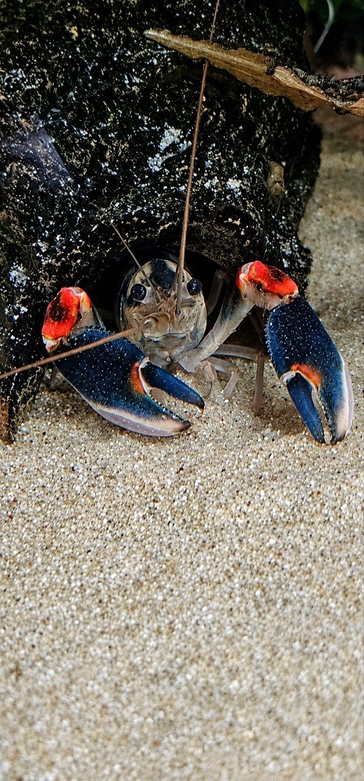 Cherax Peacock. LET OP. INTERESSE PEILING. LEES INFO., Dieren en Toebehoren, Kreeft, Krab of Garnaal, Zoetwatervis
