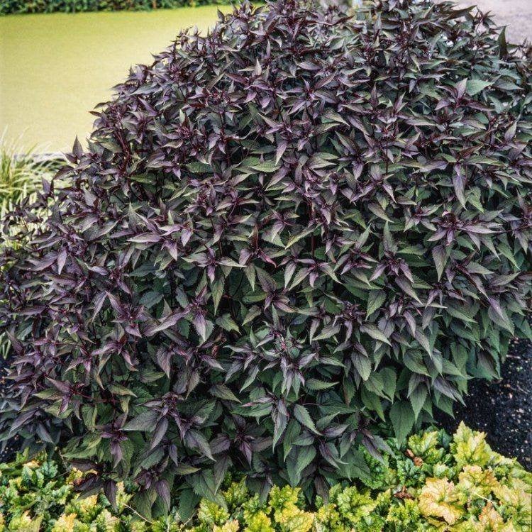 Vaste planten: eupatorium rugosum chocolate, leverkruid, p9, Tuin en Terras, Planten | Tuinplanten, Vaste plant, Halfschaduw, Herfst