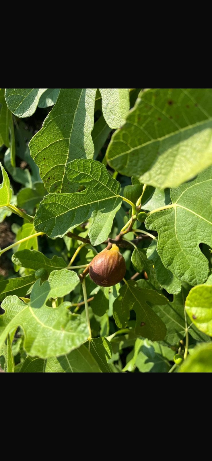 Vijgen wortelstekken van een zeer goede vijgenboom, Minder dan 100 cm, Ophalen of Verzenden, Zomer, Vijgenboom