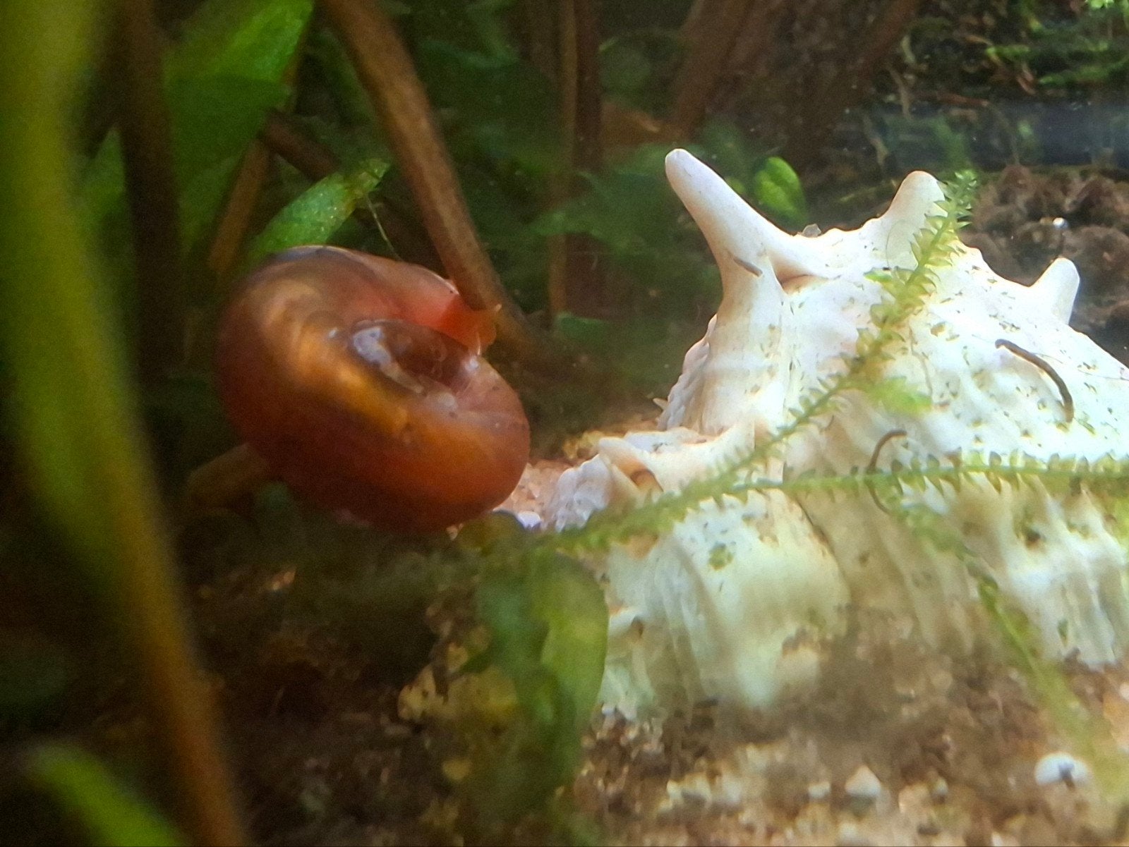 GEZOCHT; aquarium slakken, Slak of Weekdier, Zoetwatervis