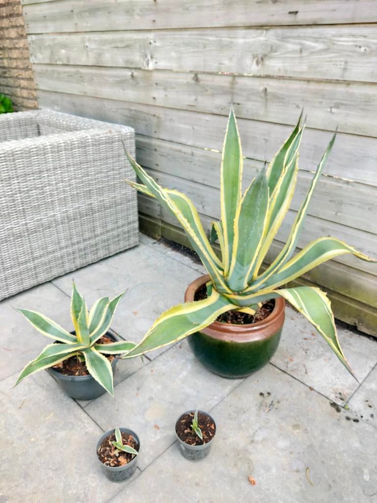 Agave inclusief pot. Los bieden per plant., Ophalen of Verzenden, Bloeit niet, Overige soorten, Volle zon