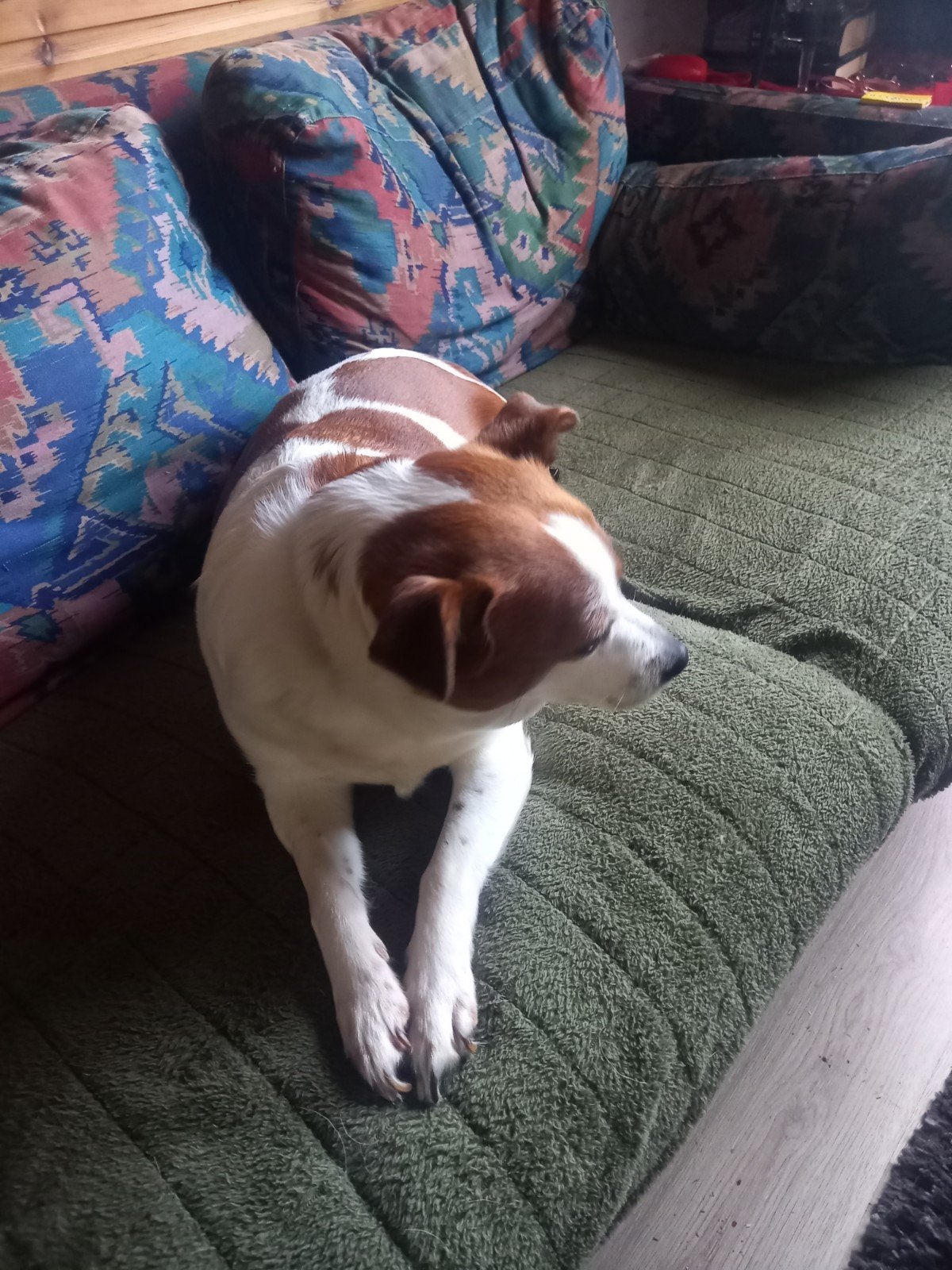 gezocht met spoed huisje voor deze lieverd, Dieren en Toebehoren, Honden | Niet-rashonden, 6 jaar of ouder, Teef, Eén hond, Middel