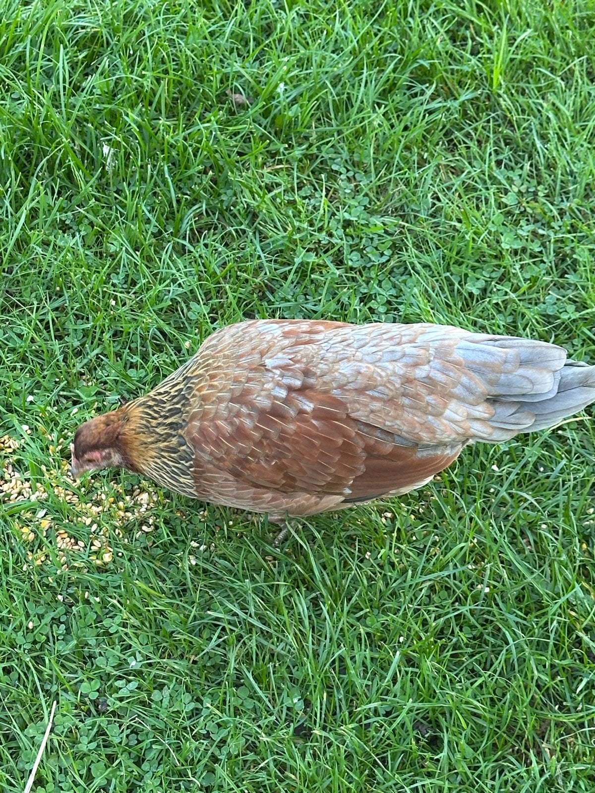 Kip en haan