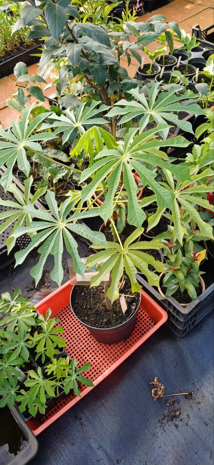 Manihot grahamii, Ophalen, Overige soorten, Volle zon