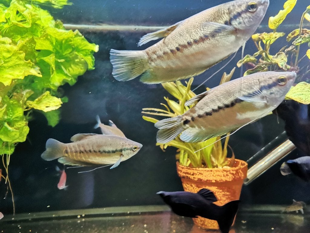 4x Sneakskin gourami, Dieren en Toebehoren, Vissen | Aquariumvissen, Vis, Zoetwatervis