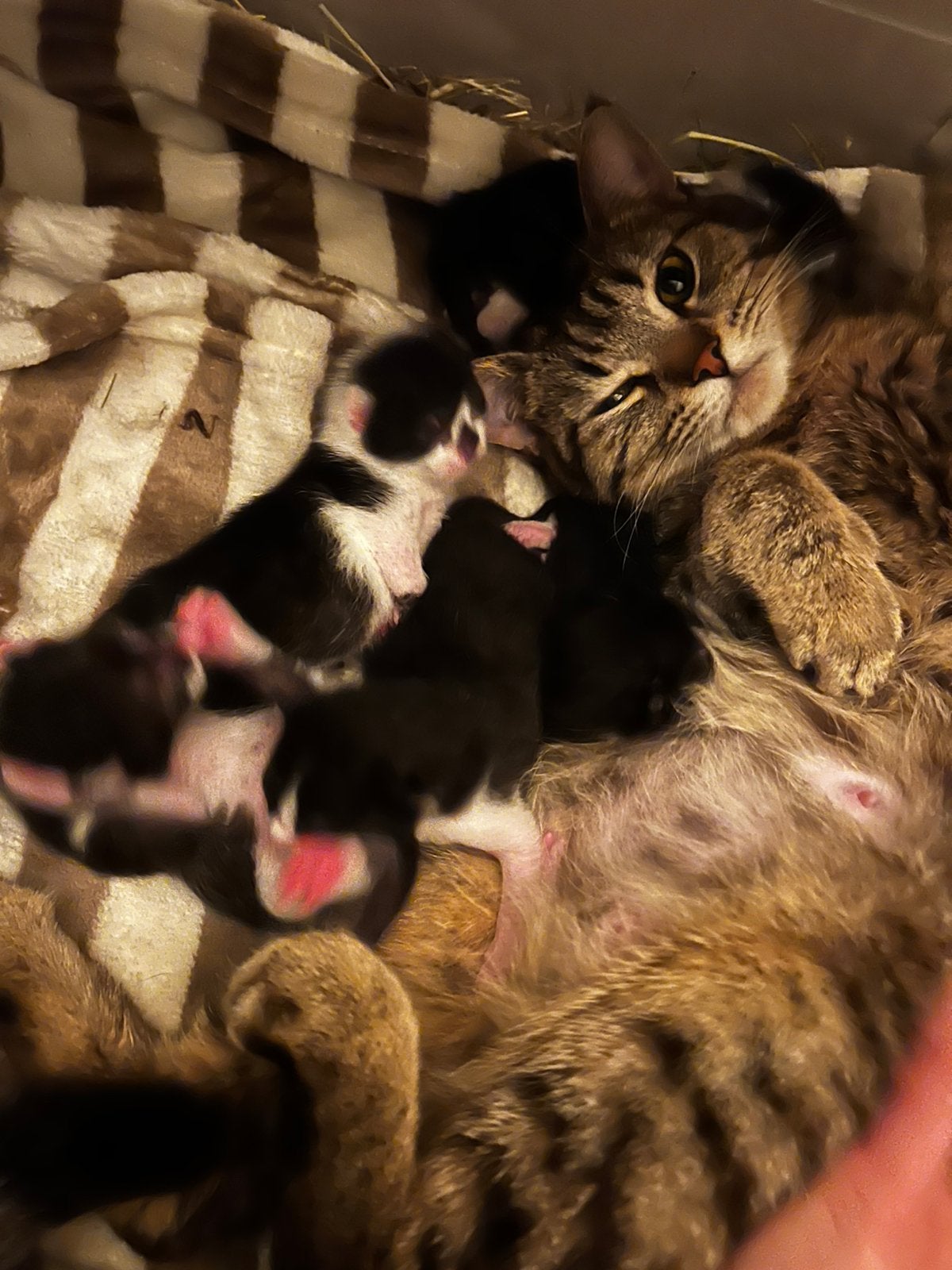 5 kittens af te halen omgeving den bosch