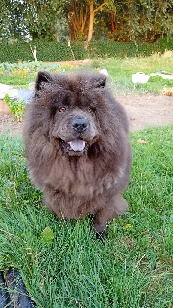Chow Chow Fci meisje, Particulier, Buitenland, Teef, Eén hond