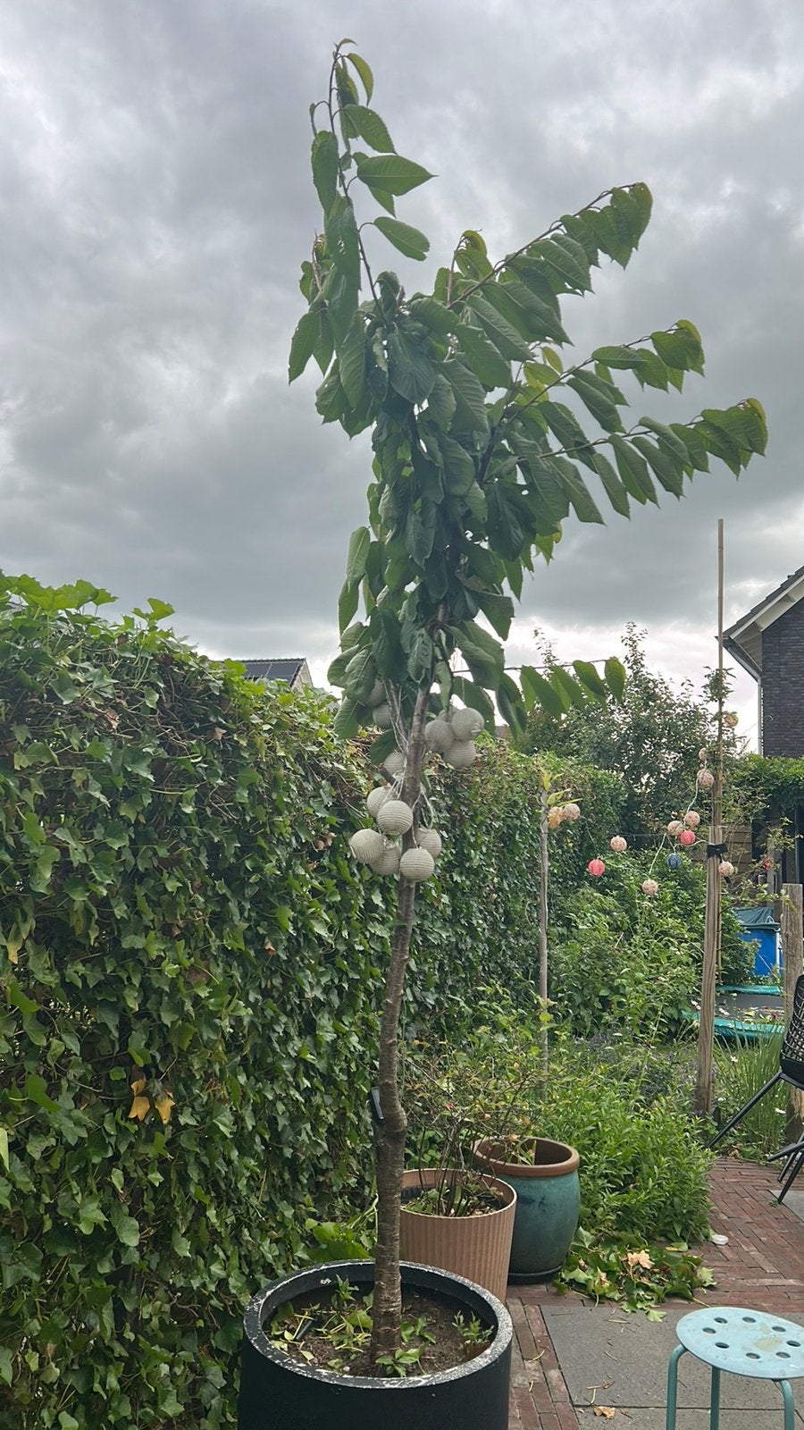 Kersenboom, Ophalen, Volle zon, Overige soorten