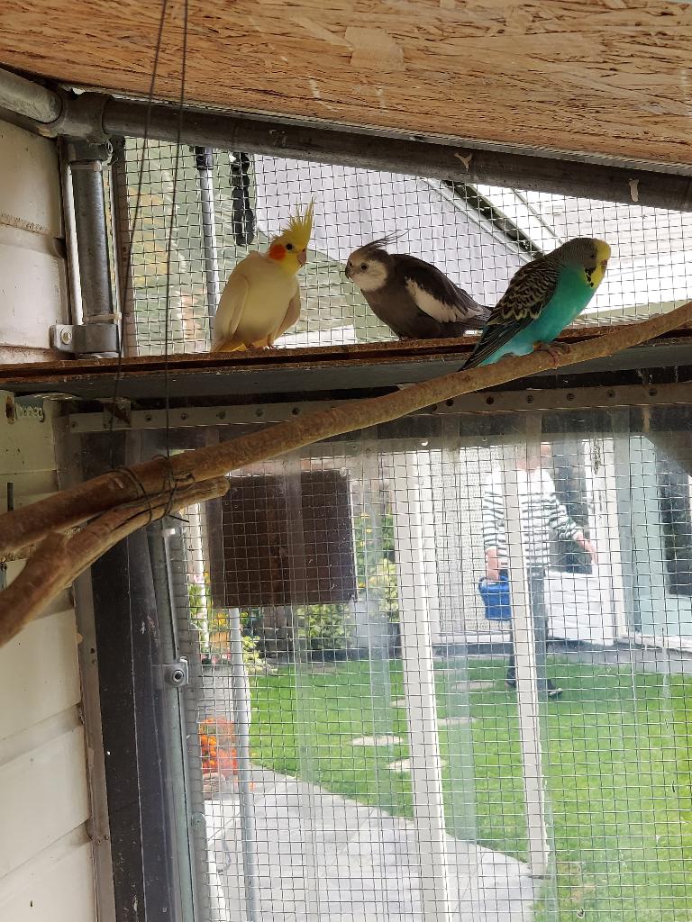 Grasparkieten, Meerdere dieren, Parkiet