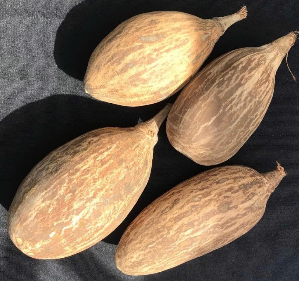 Grote 4 x 20 cm gedroogd Baobab fruit, v.d. baobab boom, Ophalen of Verzenden