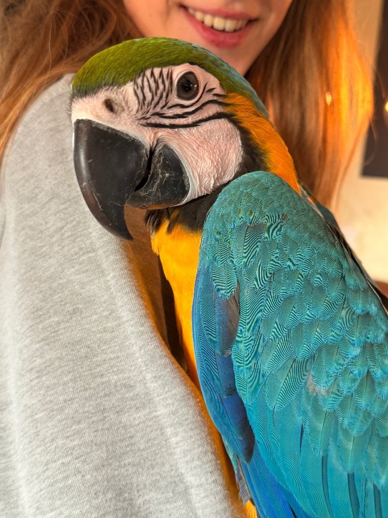 BLAUW GELE ARA, Dieren en Toebehoren, Mannelijk, Papegaai, Tam