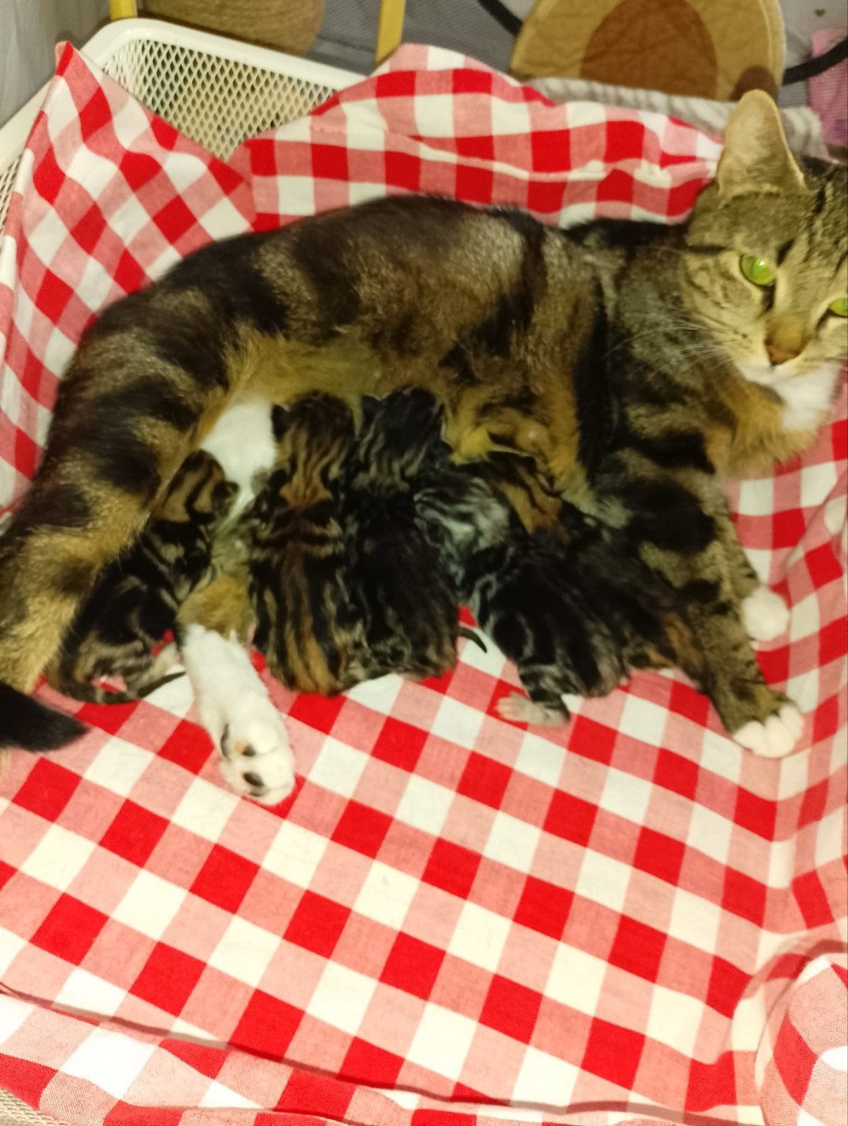Brits korthaar Kittens te koop, Meerdere dieren, 0 tot 2 jaar