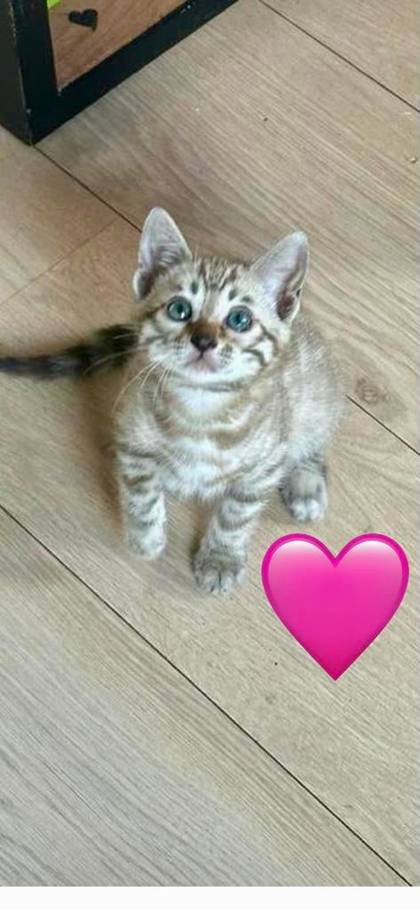 bengaal kittens snow mink, Dieren en Toebehoren, Meerdere dieren
