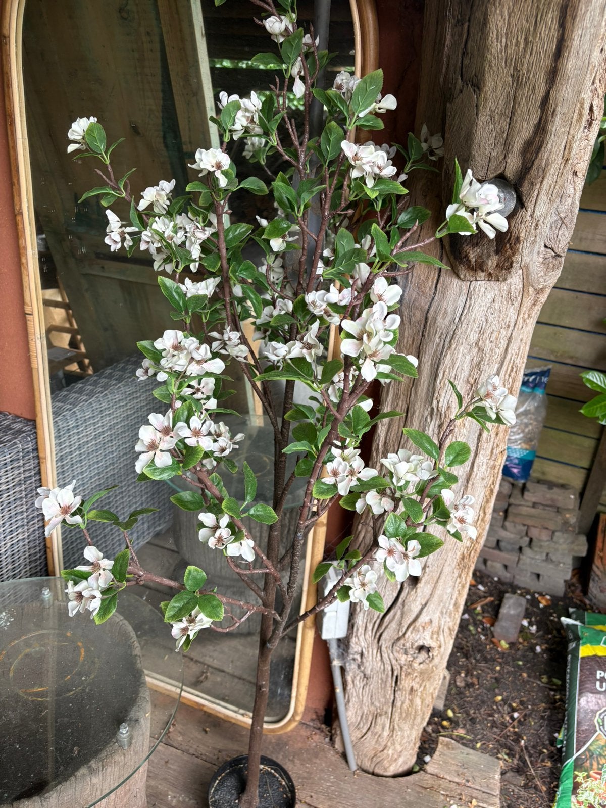 Boompje nepplant, Ophalen, Minder dan 100 cm, Overige soorten, Zomer