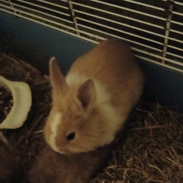 Konijnen, Dieren en Toebehoren, Mei, Meerdere dieren, Overige typen