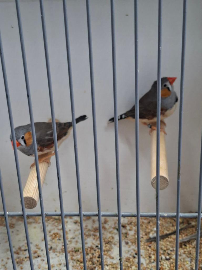 2 Timor zebravinken Mannen, Dieren en Toebehoren, Vogels | Overige Vogels, Mannelijk, Geringd
