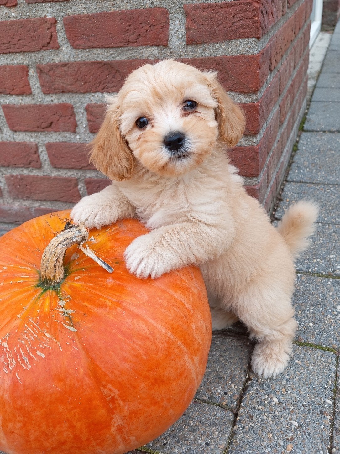 prachtige Maltipoo pups laatste reutje, Dieren en Toebehoren, Overige rassen, CDV (hondenziekte), 8 tot 15 weken, Meerdere