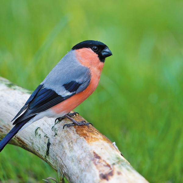 Gezocht. Noorse goudvink man., Mannelijk, Wildzangvogel