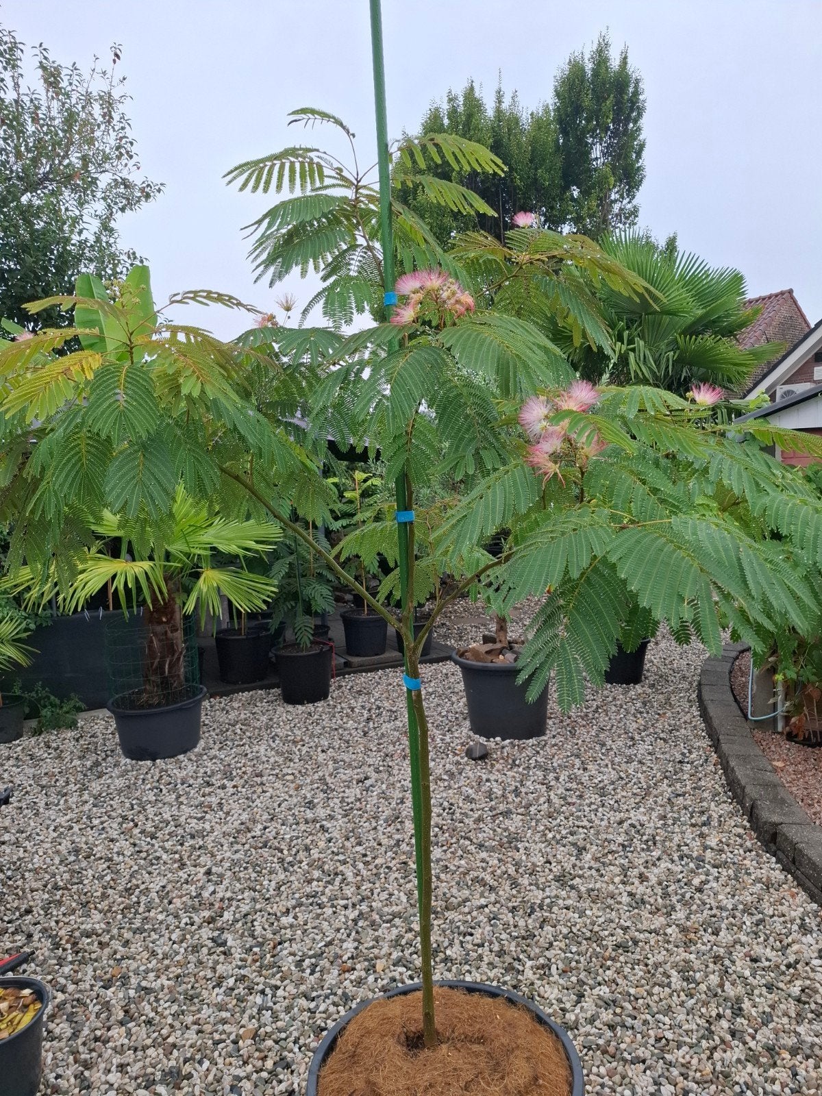 jullibrissen slaapboom 2meter, Tuin en Terras, Overige soorten, 100 tot 250 cm, Zomer, Ophalen