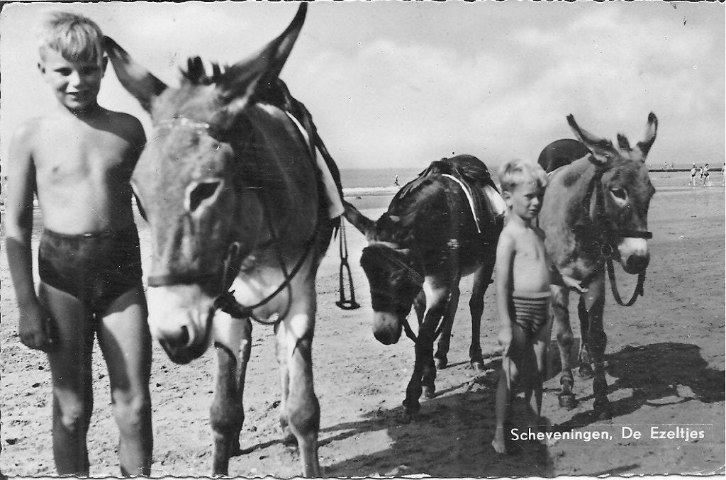 Oude Ansichtkaart Scheveningen, De Ezeltjes, Ophalen of Verzenden, 1940 tot 1960, Gelopen, Zuid-Holland