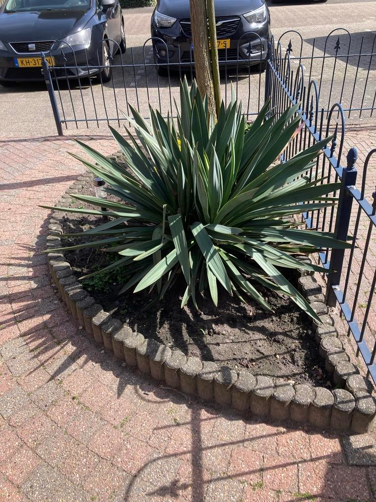 Yucca palmlelie, Tuin en Terras, Volle zon, Vaste plant, Bloeit niet, Ophalen