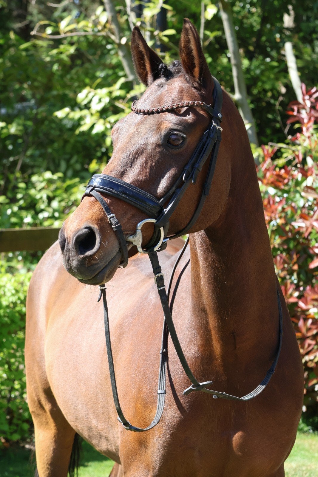 Lieve schoolmaster Z2 dressuur D-pony, Dieren en Toebehoren, Pony's, Ruin, Z, D pony (1.37m tot 1.48m), Dressuurpony