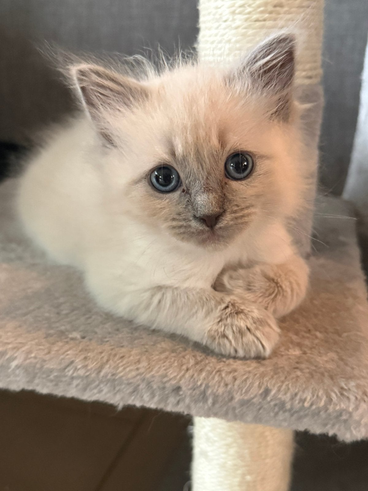 💞Superlieve Ragdoll kittens - met de fles groot gebracht 💞, Dieren en Toebehoren, Meerdere dieren, Gechipt, 0 tot 2 jaar