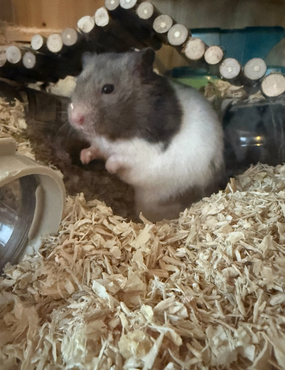 Lieve Syrische hamster Speedy te koop + toebehoren, Hamster, Augustus, Mannelijk, Tam