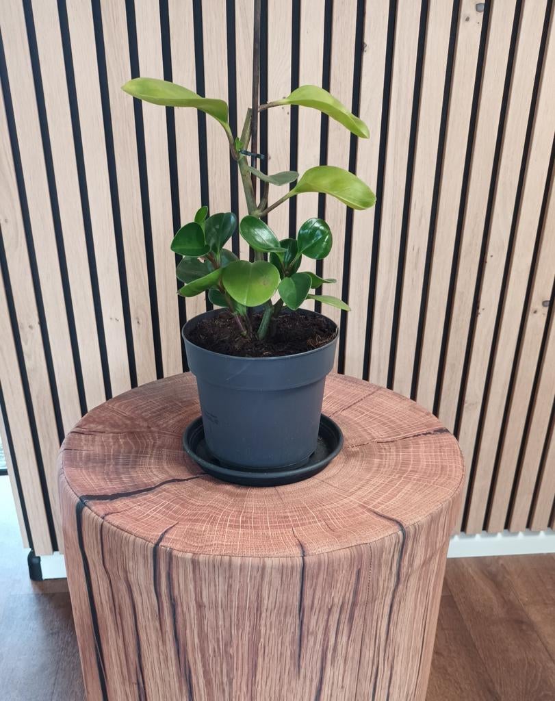 Peperomia Obtusifolia (Krokodillentranen), Huis en Inrichting, Kamerplanten, Overige soorten, In pot, Minder dan 100 cm, Groene kamerplant