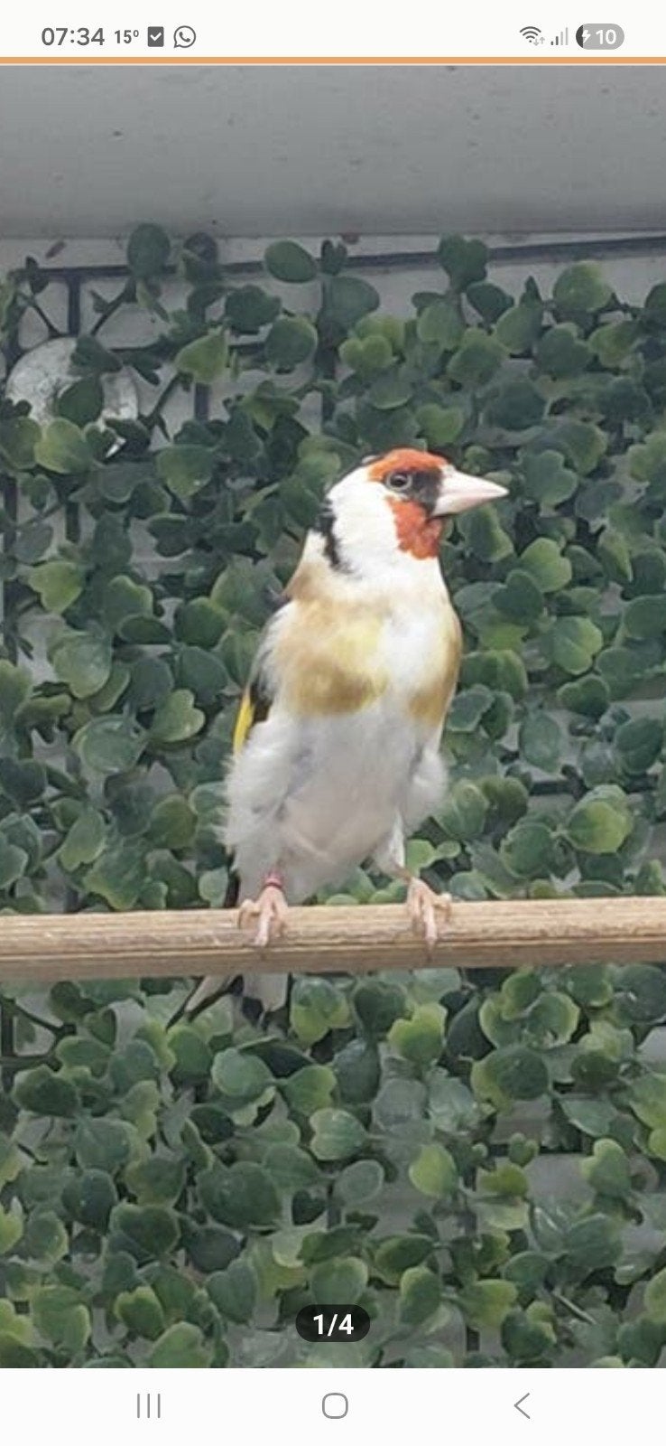 Majoor putter man, Mannelijk, Wildzangvogel